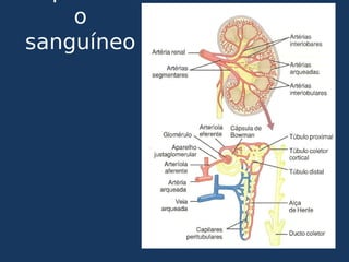 o
sanguíneo
 