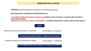 DERIVADOS DE LA LECHE
YOGUR (producto obtenido por fermentación de leche pasteurizada)
Microorganismos iniciadores (homofermentativos):
Lactobacillus delbrueckii subesp. bulgaricus (acidifica menos el medio y es responsable del sabor y
aroma del producto)
Streptococcus salivarius subesp. thermophillus (acidifica fuertemente el medio y genera ácido láctico)
LECHE
pH favorable a S. salivarius
Comienza fermentación láctica y acidificación de la leche
Aporte de valina de la caseína por L. delbrueckii
pH 4.6 aglomeración de las caseínas y formación del YOGUR
Aumenta la acidez por acumulación de Láctico pH favorable a L. delbrueckii
 
