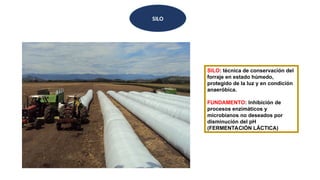 SILO
SILO: técnica de conservación del
forraje en estado húmedo,
protegido de la luz y en condición
anaeróbica.
FUNDAMENTO: Inhibición de
procesos enzimáticos y
microbianos no deseados por
disminución del pH
(FERMENTACIÓN LÁCTICA)
 