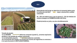 SILO
Dependiendo del forraje se determina el momento óptimo para
la confección del SILO mayor volumen/Ha y calidad
nutricional.
30 – 35% de materia seca y por lo menos 6 – 12% de hidratos de
carbono (asegura la FERMENTACIÓN LÁCTICA).
Posteriormente se corta y se pica simultáneamente
Tamaño de picado:
•si es GRANDE difícil de compactar (queda O2, aumenta respiración
aeróbica y hay pérdida de calidad nutricional)
•si es demasiado pequeño provoca trastornos ruminales.
•es conveniente que queden una proporción mínima de fragmentos no menores a
2 cm para favorecen la MOTILIDAD RUMINAL
 