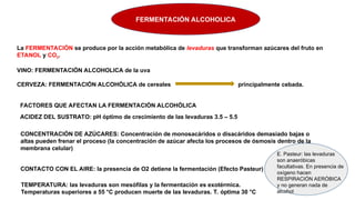 FERMENTACIÓN ALCOHOLICA
La FERMENTACIÓN se produce por la acción metabólica de levaduras que transforman azúcares del fruto en
ETANOL y CO2.
VINO: FERMENTACIÓN ALCOHOLICA de la uva
CERVEZA: FERMENTACIÓN ALCOHÓLICA de cereales principalmente cebada.
FACTORES QUE AFECTAN LA FERMENTACIÓN ALCOHÓLICA
ACIDEZ DEL SUSTRATO: pH óptimo de crecimiento de las levaduras 3.5 – 5.5
CONCENTRACIÓN DE AZÚCARES: Concentración de monosacáridos o disacáridos demasiado bajas o
altas pueden frenar el proceso (la concentración de azúcar afecta los procesos de ósmosis dentro de la
membrana celular)
CONTACTO CON EL AIRE: la presencia de O2 detiene la fermentación (Efecto Pasteur)
TEMPERATURA: las levaduras son mesófilas y la fermentación es exotérmica.
Temperaturas superiores a 55 °C producen muerte de las levaduras. T. óptima 30 °C
E. Pasteur: las levaduras
son anaeróbicas
facultativas. En presencia de
oxígeno hacen
RESPIRACIÓN AERÓBICA
y no generan nada de
alcohol
 