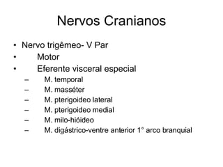 Nervos Cranianos Nervo trigêmeo- V Par 􀂄  Motor 􀂄  Eferente visceral especial 􀂄  M. temporal 􀂄  M. masséter 􀂄  M. pterigoideo lateral 􀂄  M. pterigoideo medial 􀂄  M. milo-hióideo 􀂄  M. digástrico-ventre anterior 1° arco branquial 