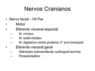 Nervos Cranianos Nervo facial - VII Par 􀂄  Motor 􀂄  Eferente visceral especial 􀂄  M. mímica 􀂄  M. estilo-hióideo 􀂄  M. digástrico-ventre posterior 2° arco branquial 􀂄  Eferente visceral geral 􀂄  Glândulas submandibular sublingual lacrimal 􀂄  Parassimpático 