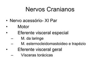 Nervos Cranianos Nervo acessório- XI Par 􀂄  Motor 􀂄  Eferente visceral especial 􀂄  M. da laringe 􀂄  M. esternocleidomastoideo e trapézio 􀂄  Eferente visceral geral 􀂄  Vísceras torácicas 