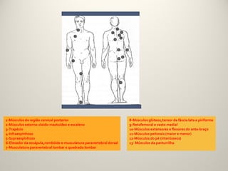 1-Músculos da região cervical posterior                              8-Músculos glúteos,tensor da fáscia lata e piriforme
2-Músculos esterno-cleido-mastoideo e escaleno                       9-Retofemoral e vasto medial
3-Trapézio                                                           10-Músculos extensores e flexores do ante-braço
4-Infraespinhoso                                                     11-Músculos peitorais (maior e menor)
5-Supraespinhoso                                                     12-Músculos do pé (interósseos)
6-Elevador da escápula,rombóide e musculatura paravertebral dorsal   13- Músculos da panturrilha
7-Musculatura paravertebral lombar e quadrado lombar
 