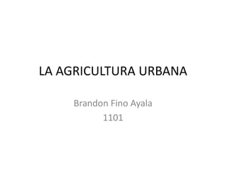 LA AGRICULTURA URBANA

    Brandon Fino Ayala
          1101
 