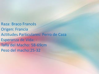 Raza: Braco Francés
Origen: Francia
Actitudes Particulares: Perro de Caza
Esperanza de Vida: Talla del Macho: 58-69cm
Peso del macho:25-32

 