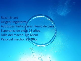 Raza: Briard
Origen: Inglaterra
Actitudes Particulares: Perro de caza
Esperanza de vida: 13 años
Talla del macho: 62-68cm
Peso del macho: 23-28kg

 