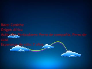 Raza: Caniche
Origen Africa
Actitudes Particulares: Perro de compañía, Perro de
caza
Esperanza de vida: 7 años

 