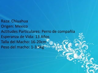 Raza: Chiuahua
Origen: Mexico
Actitudes Particulares: Perro de compañía
Esperanza de Vida: 13 Años
Talla del Macho: 16-20cm
Peso del macho: 1-3.5kg

 