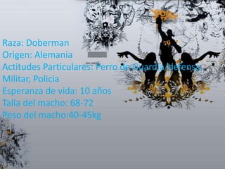 Raza: Doberman
Origen: Alemania
Actitudes Particulares: Perro de Guardia/defensa,
Militar, Policia
Esperanza de vida: 10 años
Talla del macho: 68-72
Peso del macho:40-45kg

 