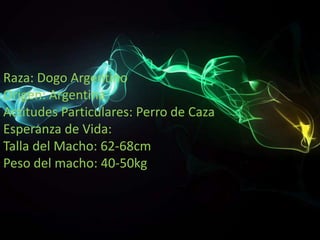 Raza: Dogo Argentino
Origen: Argentina
Actitudes Particulares: Perro de Caza
Esperanza de Vida:
Talla del Macho: 62-68cm
Peso del macho: 40-50kg

 
