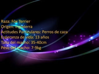 Raza: Fox Terrier
Origen: Inglaterra
Actitudes Particulares: Perros de caza
Esperanza de vida: 13 años
Talla del macho: 35-40cm
Peso del macho: 7-9kg

 