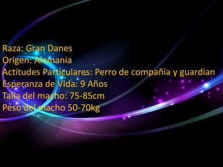 Raza: Gran Danes
Origen: Alemania
Actitudes Particulares: Perro de compañía y guardian
Esperanza de Vida: 9 Años
Talla del macho: 75-85cm
Peso del macho 50-70kg

 