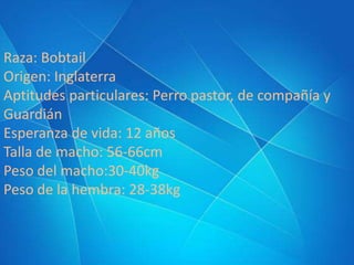 Raza: Bobtail
Origen: Inglaterra
Aptitudes particulares: Perro pastor, de compañía y
Guardián
Esperanza de vida: 12 años
Talla de macho: 56-66cm
Peso del macho:30-40kg
Peso de la hembra: 28-38kg

 