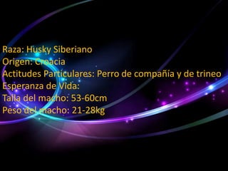 Raza: Husky Siberiano
Origen: Croacia
Actitudes Particulares: Perro de compañía y de trineo
Esperanza de Vida:
Talla del macho: 53-60cm
Peso del macho: 21-28kg

 