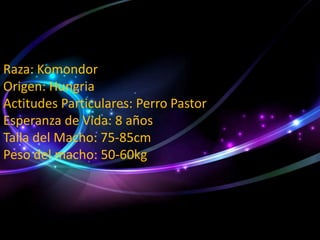 Raza: Komondor
Origen: Hungria
Actitudes Particulares: Perro Pastor
Esperanza de Vida: 8 años
Talla del Macho: 75-85cm
Peso del macho: 50-60kg

 