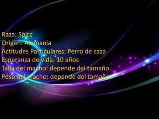 Raza: Spitz
Origen: Alemania
Actitudes Particulares: Perro de caza
Esperanza de vida: 10 años
Talla del macho: depende del tamaño
Peso del macho: depende del tamaño

 
