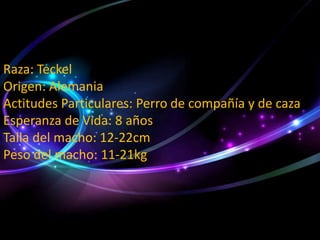 Raza: Teckel
Origen: Alemania
Actitudes Particulares: Perro de compañía y de caza
Esperanza de Vida: 8 años
Talla del macho: 12-22cm
Peso del macho: 11-21kg

 