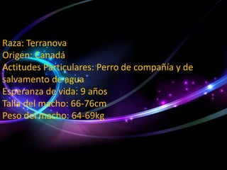 Raza: Terranova
Origen: Canadá
Actitudes Particulares: Perro de compañía y de
salvamento de agua
Esperanza de vida: 9 años
Talla del macho: 66-76cm
Peso del macho: 64-69kg

 