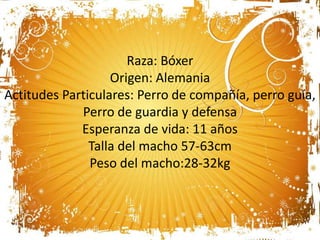Raza: Bóxer
Origen: Alemania
Actitudes Particulares: Perro de compañía, perro guía,
Perro de guardia y defensa
Esperanza de vida: 11 años
Talla del macho 57-63cm
Peso del macho:28-32kg

 