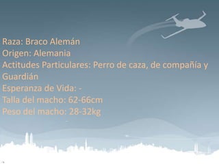 Raza: Braco Alemán
Origen: Alemania
Actitudes Particulares: Perro de caza, de compañía y
Guardián
Esperanza de Vida: Talla del macho: 62-66cm
Peso del macho: 28-32kg

 