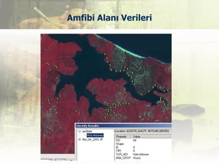 Amfibi Alanı Verileri
 