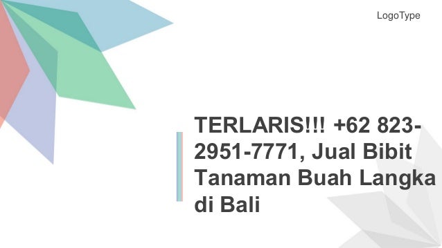 Terlaris 62 823 2951 7771 Jual Bibit Tanaman Buah Langka Di Bali