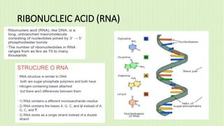 RIBONUCLEIC ACID (RNA)