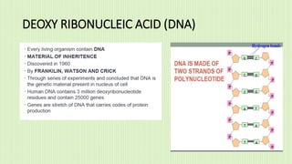 DEOXY RIBONUCLEIC ACID (DNA)