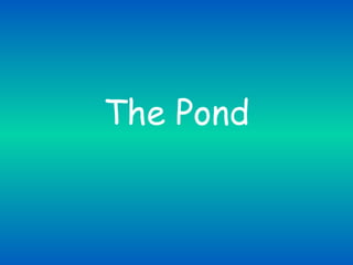 The Pond
 