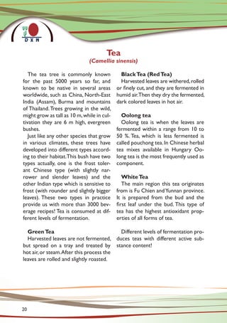 The tea tree is commonly known
for the past 5000 years so far, and
known to be native in several areas
worldwide, such as China, North-East
India (Assam), Burma and mountains
of Thailand.Trees growing in the wild,
might grow as tall as 10 m,while in cul-
tivation they are 6 m high, evergreen
bushes.
Just like any other species that grow
in various climates, these trees have
developed into different types accord-
ing to their habitat.This bush have two
types actually, one is the frost toler-
ant Chinese type (with slightly nar-
rower and slender leaves) and the
other Indian type which is sensitive to
frost (with rounder and slightly bigger
leaves). These two types in practice
provide us with more than 3000 bev-
erage recipes! Tea is consumed at dif-
ferent levels of fermentation.
GreenTea
Harvested leaves are not fermented,
but spread on a tray and treated by
hot air,or steam.After this process the
leaves are rolled and slightly roasted.
BlackTea (RedTea)
Harvested leaves are withered,rolled
or finely cut, and they are fermented in
humid air.Then they dry the fermented,
dark colored leaves in hot air.
Oolong tea
Oolong tea is when the leaves are
fermented within a range from 10 to
50 %. Tea, which is less fermented is
called pouchong tea.In Chinese herbal
tea mixes available in Hungary Oo-
long tea is the most frequently used as
component.
WhiteTea
The main region this tea originates
from is Fu Chien andYunnan province.
It is prepared from the bud and the
first leaf under the bud. This type of
tea has the highest antioxidant prop-
erties of all forms of tea.
Different levels of fermentation pro-
duces teas with different active sub-
stance content!
Tea
(Camellia sinensis)
20
 