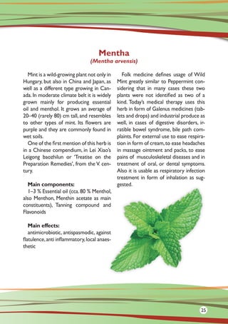 Mint is a wild-growing plant not only in
Hungary, but also in China and Japan, as
well as a different type growing in Can-
ada. In moderate climate belt it is widely
grown mainly for producing essential
oil and menthol. It grows an average of
20–40 (rarely 80) cm tall, and resembles
to other types of mint. Its flowers are
purple and they are commonly found in
wet soils.
One of the first mention of this herb is
in a Chinese compendium, in Lei Xiao’s
Leigong baozhilun or ‘Treatise on the
Preparation Remedies’, from the V. cen-
tury.
Main components:
1–3 % Essential oil (cca.80 % Menthol,
also Menthon, Menthin acetate as main
constituents), Tanning compound and
Flavonoids
Main effects:
antimicrobiotic, antispasmodic, against
flatulence,anti inflammatory,local anaes-
thetic
Folk medicine defines usage of Wild
Mint greatly similar to Peppermint con-
sidering that in many cases these two
plants were not identified as two of a
kind. Today’s medical therapy uses this
herb in form of Galenus medicines (tab-
lets and drops) and industrial produce as
well, in cases of digestive disorders, ir-
ratible bowel syndrome, bile path com-
plaints. For external use to ease respira-
tion in form of cream,to ease headaches
in massage ointment and packs, to ease
pains of musculoskeletal diseases and in
treatment of oral, or dental symptoms.
Also it is usable as respiratory infection
treatment in form of inhalation as sug-
gested.
Mentha
(Mentha arvensis)
2525
 