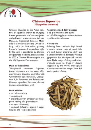 Chinese liquorice is the Asian rela-
tive of liquorice known to Hungary.
It even grows wild in China and Japan,
and cultivated in vast amount in Inner
Mongolia. Traditional Chinese Medi-
cine uses rhizomes and the 20–22 cm
long, 1–1,5 cm thick culms, growing
from the rhizomes.It shows how high-
ly this plant is considered by Chinese
and Japanese medicine, that it is listed
in 2000 ‘s Chinese Pharmacopeia, and
the XIV. Japanese Pharmacopeia.
Main components:
Triterpenoid structured Saponins
(most important are the sweet Gly-
cyrrhisin, and Liquiricic acid, Glabrolid,
Glycyrrhetin acid deriviates, Uralsap-
onin A, B, Flavonoids and Polysacchar-
ides (amongst them there are effective
immune modulants as well)
Main effects:
• anti inflammatory
• expectorant
• prevents growth of festers and sup-
ports healing of a grown fester
• immune stimulating
• antiviral (effective against Herpes
simplex and Herpes zooster)
Recommended daily dosage:
5–15 g of rhizomes and culms
or 200–800 mg glycyrrhizin or extract
equal in active substance
Attention!
Suffering from cirrhosis, high blood
pressure, severe case of renal fail-
ure, and during pregnancy daily use
is unrecommended! Extracts without
glycyrrhizin has no reported side ef-
fects. Daily usage of drugs and other
products equal to drugs, in dosage
suggested by the WHO monograph
is recommended no longer than 4-6
weeks period of time.
Chinese liquorice
(Glycyrrhiza uralensis)
26
 