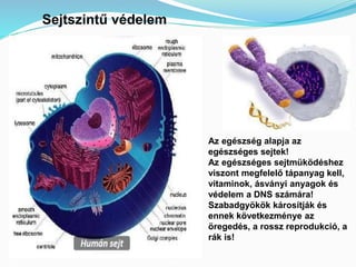 Sejtszintű védelem 
Az egészség alapja az 
egészséges sejtek! 
Az egészséges sejtmüködéshez 
viszont megfelelő tápanyag kell, 
vitaminok, ásványi anyagok és 
védelem a DNS számára! 
Szabadgyökök károsítják és 
ennek következménye az 
öregedés, a rossz reprodukció, a 
rák is! 
 