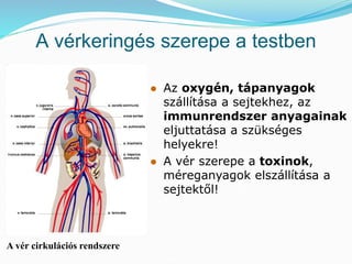 A vérkeringés szerepe a testben 
A vér cirkulációs rendszere 
 Az oxygén, tápanyagok 
szállítása a sejtekhez, az 
immunrendszer anyagainak 
eljuttatása a szükséges 
helyekre! 
 A vér szerepe a toxinok, 
méreganyagok elszállítása a 
sejtektől! 
 