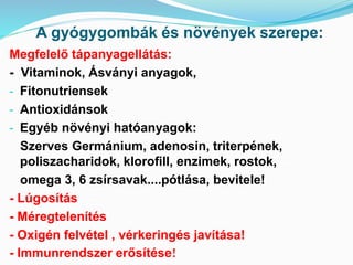 A gyógygombák és növények szerepe: 
Megfelelő tápanyagellátás: 
- Vitaminok, Ásványi anyagok, 
- Fitonutriensek 
- Antioxidánsok 
- Egyéb növényi hatóanyagok: 
Szerves Germánium, adenosin, triterpének, 
poliszacharidok, klorofill, enzimek, rostok, 
omega 3, 6 zsírsavak....pótlása, bevitele! 
- Lúgosítás 
- Méregtelenítés 
- Oxigén felvétel , vérkeringés javítása! 
- Immunrendszer erősítése! 
 
