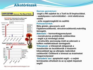 Alkotórészek 
Szerves germánium: 
-segiti a NK sejteket és a Tcell és B limphocitákat. 
- szabályozza a szívmüködést – mint elektromos 
vezető 
- erős oxygénmegkötő és szállító 
Poliszacharidok: 
Béta glukán, gluconoric acid 
Fájdalomcsökkentő, vércukorcsökkentő,makrófág 
támogató, 
Adenosin: - hormonkiegyensulyozó 
- menstruácios problémák csökkentése 
- segiti a jó minőségű alvást 
- strukturális azonosság miatt az adenozin a 
koffein mellékhatásait semlegesiti. 
Triterpének: a triterpének dolgoznak a 
masztocitán és lecsökkentik a hisztamin 
kibocsátását így az allergiás reakciókat 
csökkentik! Csökkenti a stresszt az érzelmeket 
kiegyensúlyozza! 
Ganoderic sav: apoptozist segiti – a sejtek 
természetes elhalását és az új sejtek képzését 
segíti! 
 