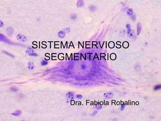 SISTEMA NERVIOSO
SEGMENTARIO
Dra. Fabiola Robalino
 