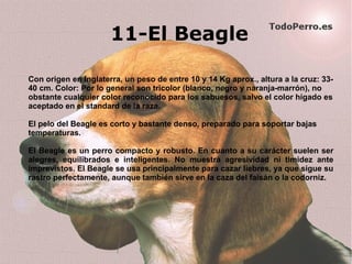 11-El Beagle
Con origen en Inglaterra, un peso de entre 10 y 14 Kg aprox., altura a la cruz: 33-
40 cm. Color: Por lo general son tricolor (blanco, negro y naranja-marrón), no
obstante cualquier color reconocido para los sabuesos, salvo el color hígado es
aceptado en el standard de la raza.
El pelo del Beagle es corto y bastante denso, preparado para soportar bajas
temperaturas.
El Beagle es un perro compacto y robusto. En cuanto a su carácter suelen ser
alegres, equilibrados e inteligentes. No muestra agresividad ni timidez ante
imprevistos. El Beagle se usa principalmente para cazar liebres, ya que sigue su
rastro perfectamente, aunque también sirve en la caza del faisán o la codorniz.
 