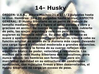 14- Husky
ORIGEN: U.S.A., Altura:Machos:21 a 231/2 pulgadas hasta
la cruz. Hembras: 20 a 22 pulgadas hasta la cruz. ASPECTO
GENERAL: El Husky Siberiano es un perro de trabajo de
tamaño mediano, rápido y ligero al estar parado y libre y
gracioso en acción. Su cuerpo es compacto y bien cubierto
de pelo, las orejas erguidas y cola con pelo de cepillo,
sugieren su herencia nórdica. Su paso característico es
suave y aparentemente sin ningún esfuerzo. Lleva a cabo su
función original en arreos de la manera más capaz, llevando
una carga ligera a velocidad moderada a grandes distancias.
Las proporciones y la forma de su cuerpo reflejan este
equilibrio básico de poder, velocidad y resistencia. Los
machos de la raza Husky Siberiano son masculinos, pero
nunca toscos; las hembras son femeninas pero sin
manifestar debilidad en su estructura. En condiciones
apropiadas, con músculos firmes y bien desarrollados, el
Husky Siberiano no carga un exceso de peso.
 