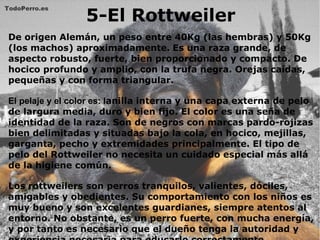 5-El Rottweiler
De origen Alemán, un peso entre 40Kg (las hembras) y 50Kg
(los machos) aproximadamente. Es una raza grande, de
aspecto robusto, fuerte, bien proporcionado y compacto. De
hocico profundo y amplio, con la trufa negra. Orejas caídas,
pequeñas y con forma triangular.
El pelaje y el color es: lanilla interna y una capa externa de pelo
de largura media, duro y bien fijo. El color es una seña de
identidad de la raza. Son de negros con marcas pardo-rojizas
bien delimitadas y situadas bajo la cola, en hocico, mejillas,
garganta, pecho y extremidades principalmente. El tipo de
pelo del Rottweiler no necesita un cuidado especial más allá
de la higiene común.
Los rottweilers son perros tranquilos, valientes, dóciles,
amigables y obedientes. Su comportamiento con los niños es
muy bueno y son excelentes guardianes, siempre atentos al
entorno. No obstante, es un perro fuerte, con mucha energía,
y por tanto es necesario que el dueño tenga la autoridad y
 