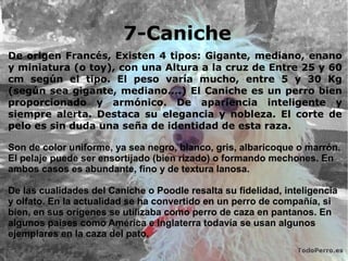 7-Caniche
De origen Francés, Existen 4 tipos: Gigante, mediano, enano
y miniatura (o toy), con una Altura a la cruz de Entre 25 y 60
cm según el tipo. El peso varía mucho, entre 5 y 30 Kg
(según sea gigante, mediano....) El Caniche es un perro bien
proporcionado y armónico. De apariencia inteligente y
siempre alerta. Destaca su elegancia y nobleza. El corte de
pelo es sin duda una seña de identidad de esta raza.
Son de color uniforme, ya sea negro, blanco, gris, albaricoque o marrón.
El pelaje puede ser ensortijado (bien rizado) o formando mechones. En
ambos casos es abundante, fino y de textura lanosa.
De las cualidades del Caniche o Poodle resalta su fidelidad, inteligencia
y olfato. En la actualidad se ha convertido en un perro de compañía, si
bien, en sus orígenes se utilizaba como perro de caza en pantanos. En
algunos países como América e Inglaterra todavía se usan algunos
ejemplares en la caza del pato.
 