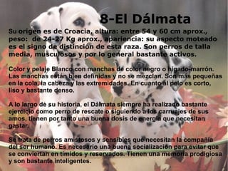 8-El Dálmata
Su origen es de Croacia, altura: entre 54 y 60 cm aprox.,
peso: de 24-27 Kg aprox., apariencia: su aspecto moteado
es el signo de distinción de esta raza. Son perros de talla
media, musculosos y por lo general bastante activos.
Color y pelaje Blanco con manchas de color negro o hígado-marrón.
Las manchas están bien definidas y no se mezclan. Son más pequeñas
en la cola, la cabeza y las extremidades. En cuanto al pelo es corto,
liso y bastante denso.
A lo largo de su historia, el Dálmata siempre ha realizado bastante
ejercicio como perro de rescate o siguiendo a los carruajes de sus
amos, tienen por tanto una buena dosis de energía que necesitan
gastar.
Se trata de perros amistosos y sensibles que necesitan la compañía
del ser humano. Es necesario una buena socialización para evitar que
se conviertan en tímidos y reservados. Tienen una memoria prodigiosa
y son bastante inteligentes.
 