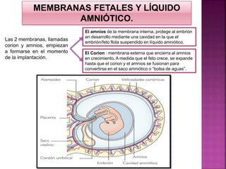 Terminado desarrollo embrionario y fetal | PPTX