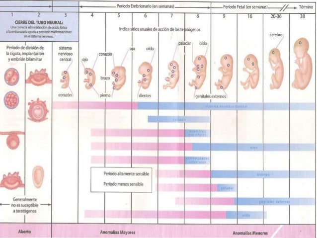 Terminado desarrollo embrionario y fetal