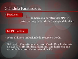 Glándula Paratiroides
 Producen
                      la hormona paratiroidea (PTH)
             principal regulador de la fisiología del calcio.


 La PTH actúa

 sobre el hueso: induciendo la resorción de Ca.

 Sobre el riñón estimula la resorción de Ca y la síntesis
  de 1,25(OH)2D dihidroxivitamina, una hormona que
  estimula la absorción intestinal de Ca
 