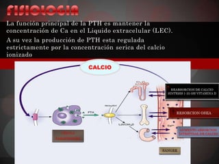 La función principal de la PTH es mantener la
concentración de Ca en el Liquido extracelular (LEC).
A su vez la producción de PTH esta regulada
estrictamente por la concentración serica del calcio
ionizado

                          CALCIO
 