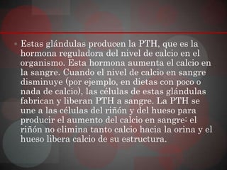  Estas glándulas producen la PTH, que es la
 hormona reguladora del nivel de calcio en el
 organismo. Esta hormona aumenta el calcio en
 la sangre. Cuando el nivel de calcio en sangre
 disminuye (por ejemplo, en dietas con poco o
 nada de calcio), las células de estas glándulas
 fabrican y liberan PTH a sangre. La PTH se
 une a las células del riñón y del hueso para
 producir el aumento del calcio en sangre: el
 riñón no elimina tanto calcio hacia la orina y el
 hueso libera calcio de su estructura.
 