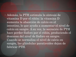  Además, la PTH estimula la síntesis de
 vitamina D por el riñón; la vitamina D
 aumenta la absorción de calcio en el
 intestino, lo que ayuda a aumentar el nivel de
 calcio en sangre. A su vez, la secreción de PTH
 hace perder fósforo por el riñón, produciendo el
 descenso del nivel de fósforo en sangre.
 Cuando se normaliza el nivel de calcio en
 sangre, las glándulas paratiroides dejan de
 fabricar PTH.
 